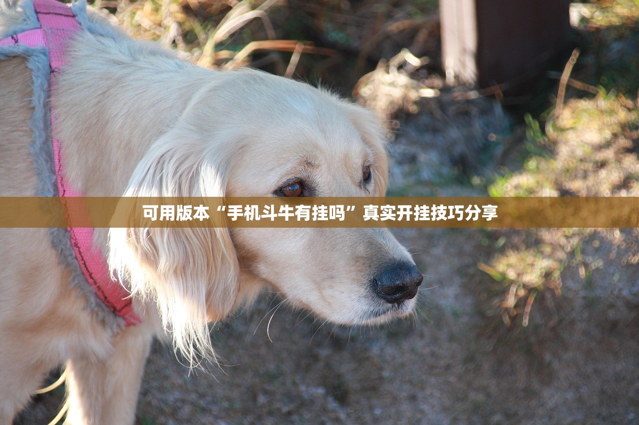 可用版本“手机斗牛有挂吗”真实开挂技巧分享