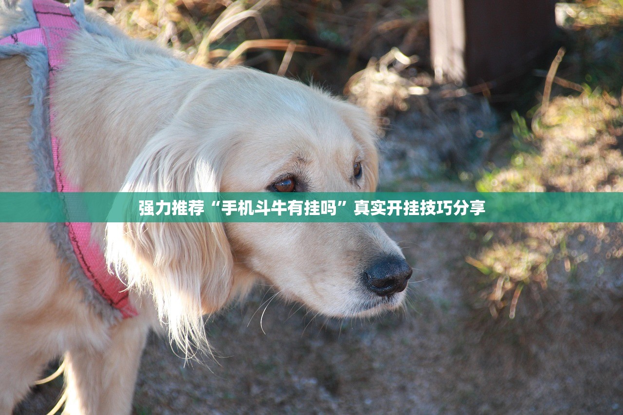 强力推荐“手机斗牛有挂吗	”真实开挂技巧分享