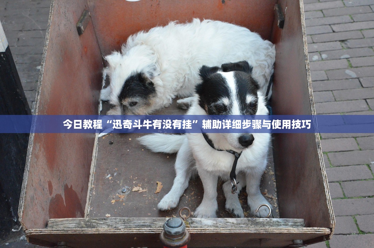 今日教程“迅奇斗牛有没有挂”辅助详细步骤与使用技巧