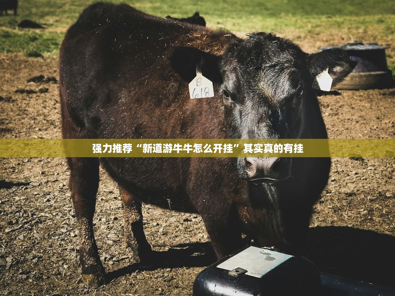 强力推荐“新道游牛牛怎么开挂”其实真的有挂