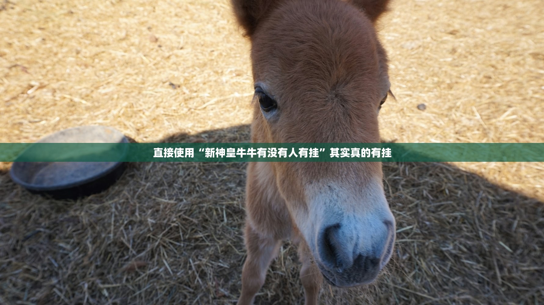 直接使用“新神皇牛牛有没有人有挂	”其实真的有挂