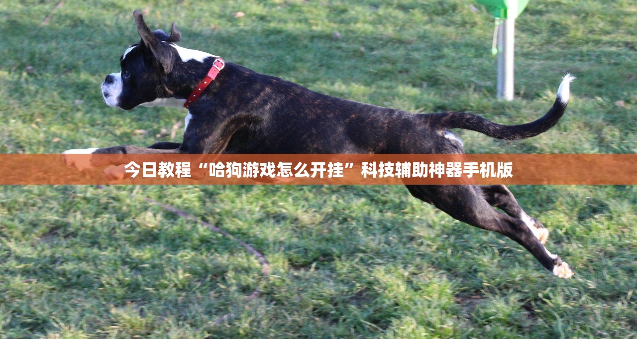 今日教程“哈狗游戏怎么开挂”科技辅助神器手机版