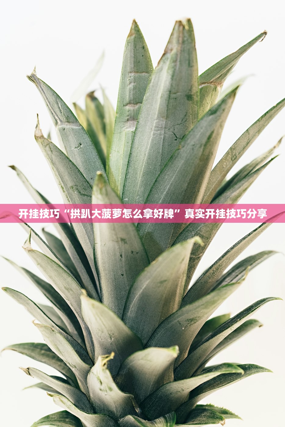 开挂技巧“拱趴大菠萝怎么拿好牌”真实开挂技巧分享