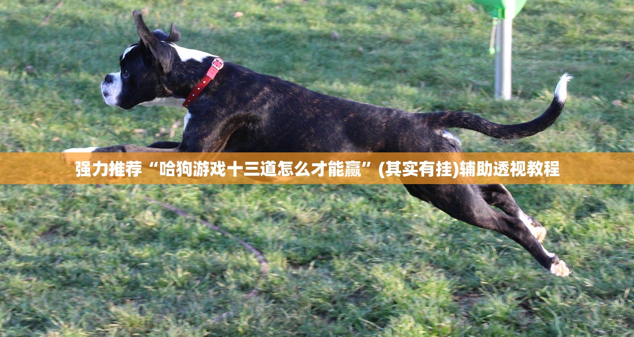 强力推荐“哈狗游戏十三道怎么才能赢	”(其实有挂)辅助透视教程