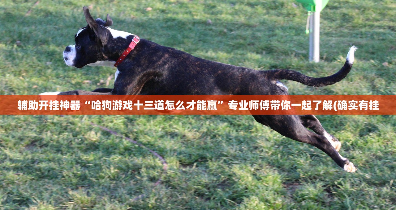 辅助开挂神器“哈狗游戏十三道怎么才能赢	”专业师傅带你一起了解(确实有挂