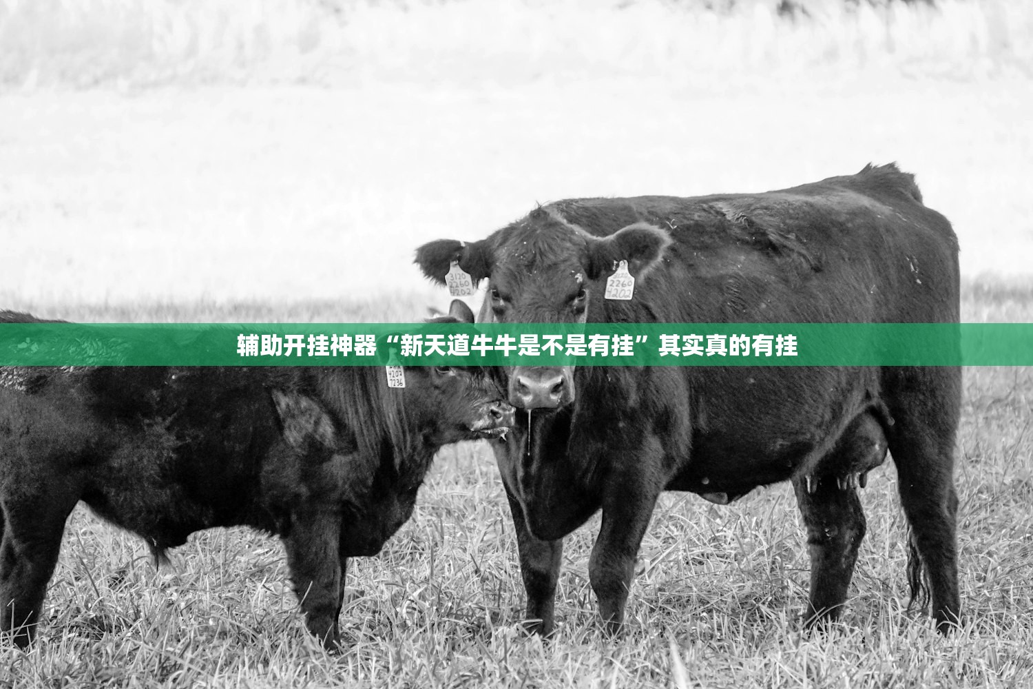 辅助开挂神器“新天道牛牛是不是有挂	”其实真的有挂