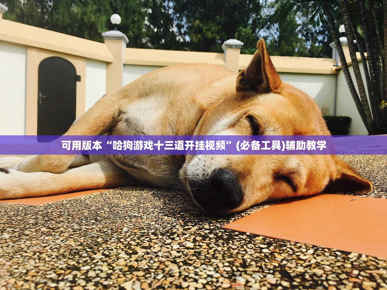 可用版本“哈狗游戏十三道开挂视频”(必备工具)辅助教学