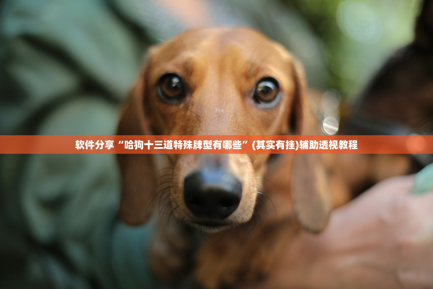 软件分享“哈狗十三道特殊牌型有哪些	”(其实有挂)辅助透视教程