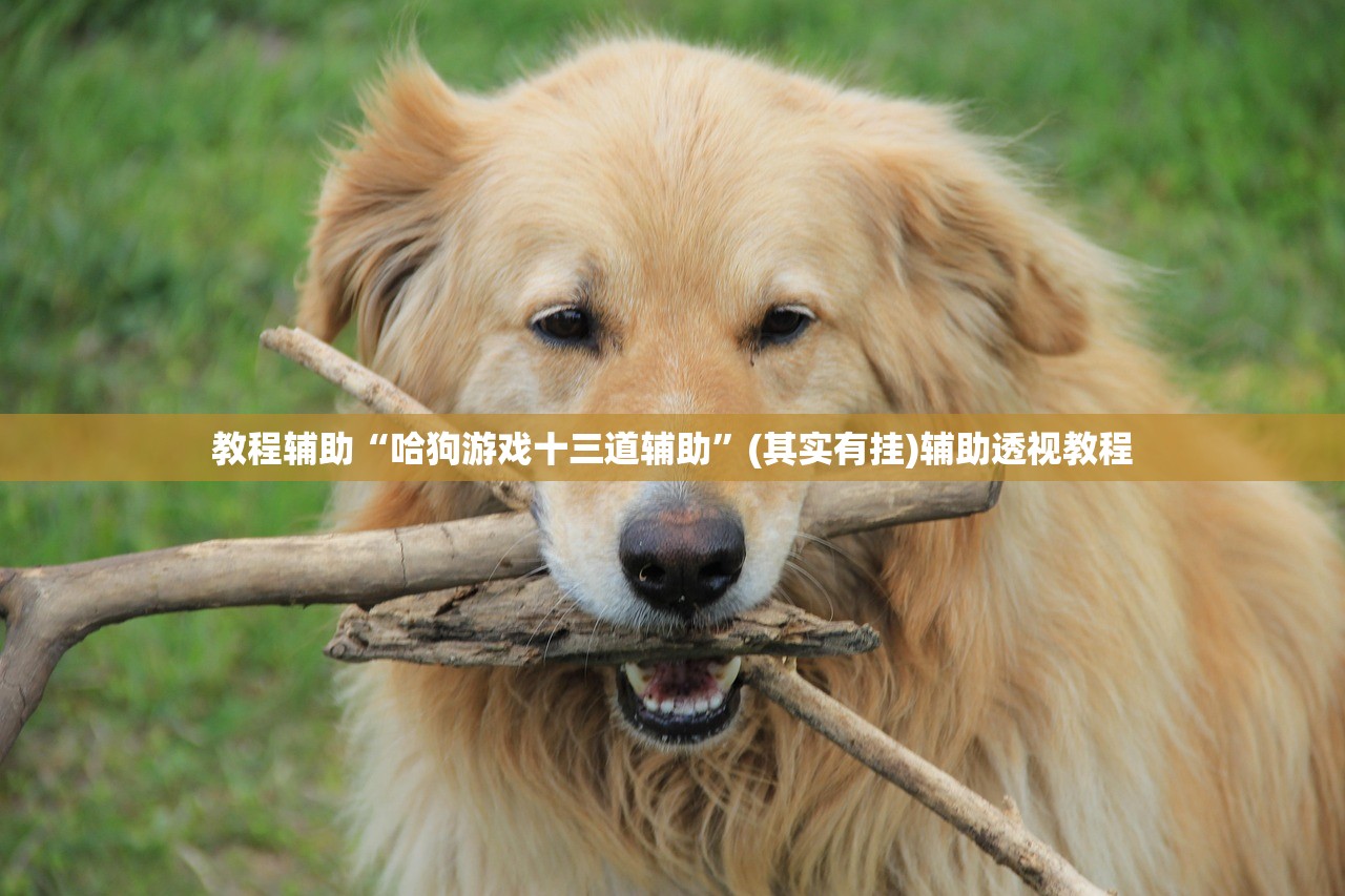 教程辅助“哈狗游戏十三道辅助”(其实有挂)辅助透视教程